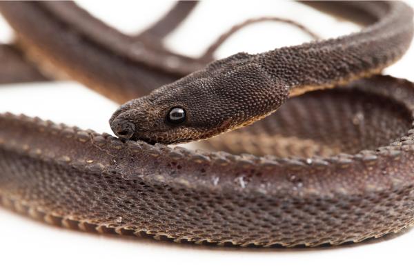 Animales que empiezan por X - 10. Xenodermus javanicus