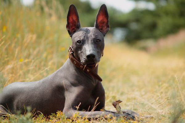 Animales que empiezan por X - 3. Xoloitzcuintle