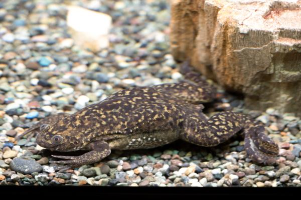 Animales que empiezan por X - 4. Xenopus