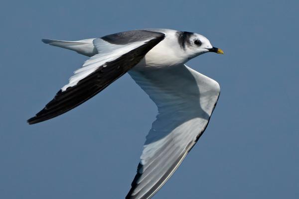 Animales que empiezan por X - 5. Xema sabini