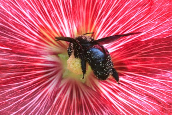 Animales que empiezan por X - 6. Xylocopa