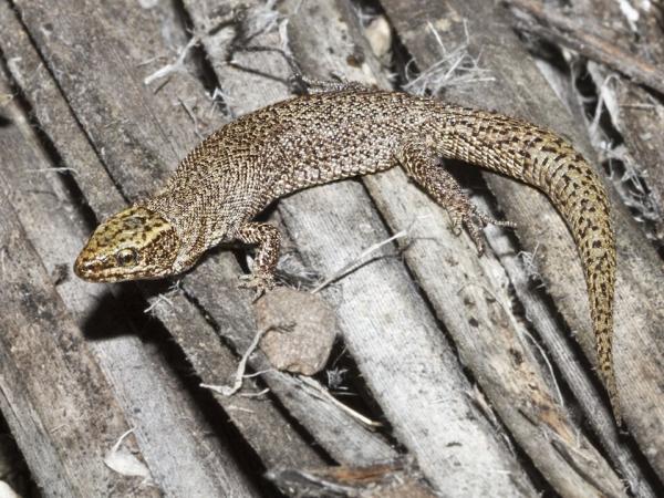 Animales que empiezan por X - 8. Xantusia vigilis