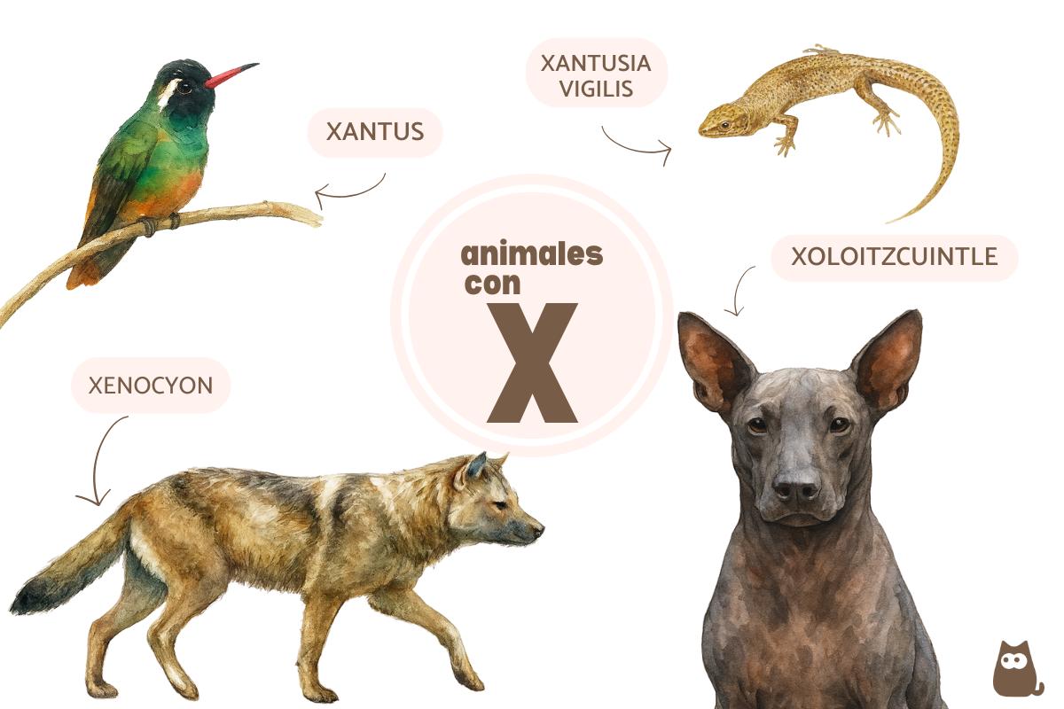 Animales que empiezan por X