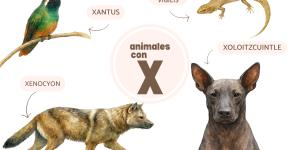 Animales que empiezan por X