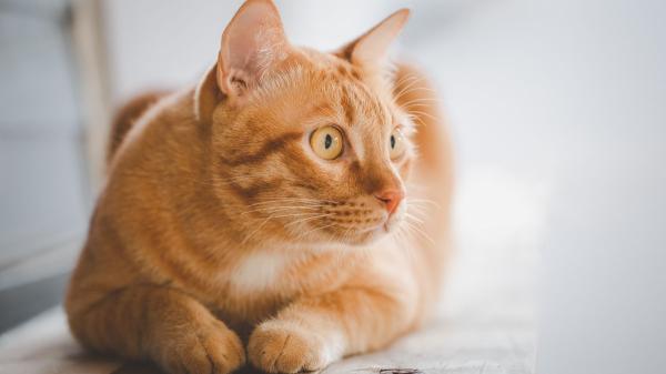 Por qué casi todos los gatos naranjas son machos: dos estudios encuentran la respuesta en su ADN - El mito de los gatos naranjas: por qué su color no demuestra cómo se comportan