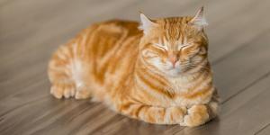 Por qué casi todos los gatos naranjas son machos: dos estudios encuentran la respuesta en su ADN