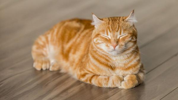 Por qué casi todos los gatos naranjas son machos: dos estudios encuentran la respuesta en su ADN