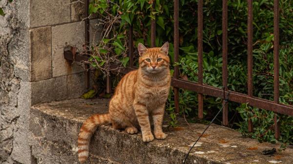 Por qué casi todos los gatos naranjas son machos: dos estudios encuentran la respuesta en su ADN - Por qué la mayoría de los gatos naranjas son machos y las gatas carey casi siempre hembras