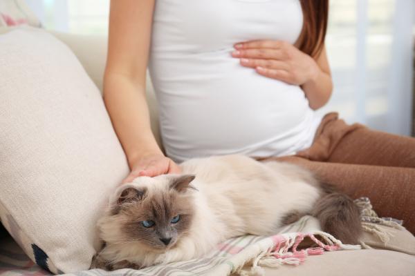 Estoy embarazada y mi gato no se me despega: causas y cómo actuar
