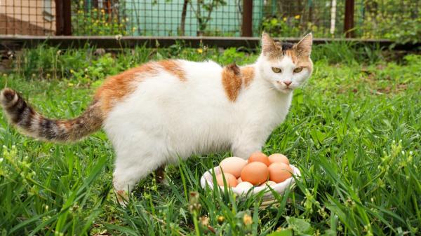 María Vetican, veterinaria: “Dar 1 o 2 huevos a la semana a un gato es bueno para su piel y articulaciones, pero no de cualquier forma” - Huevo crudo o cocinado: qué opción es más segura para los gatos según la veterinaria