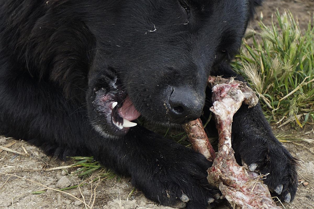 ¿Los huesos se deshacen en el estómago de los perros?