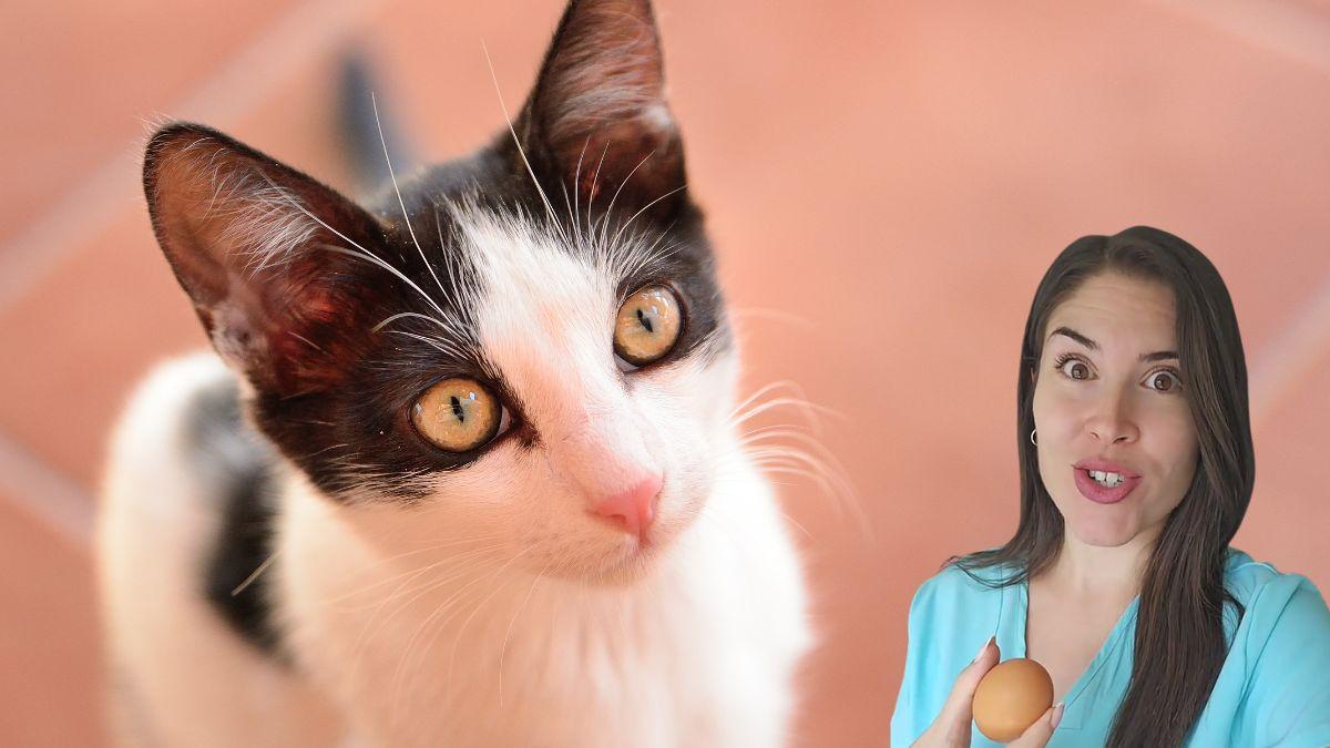 María Vetican, veterinaria: “Dar 1 o 2 huevos a la semana a un gato es bueno para su piel y articulaciones, pero no de cualquier forma”