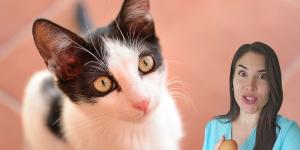 María Vetican, veterinaria: “Dar 1 o 2 huevos a la semana a un gato es bueno para su piel y articulaciones, pero no de cualquier forma”
