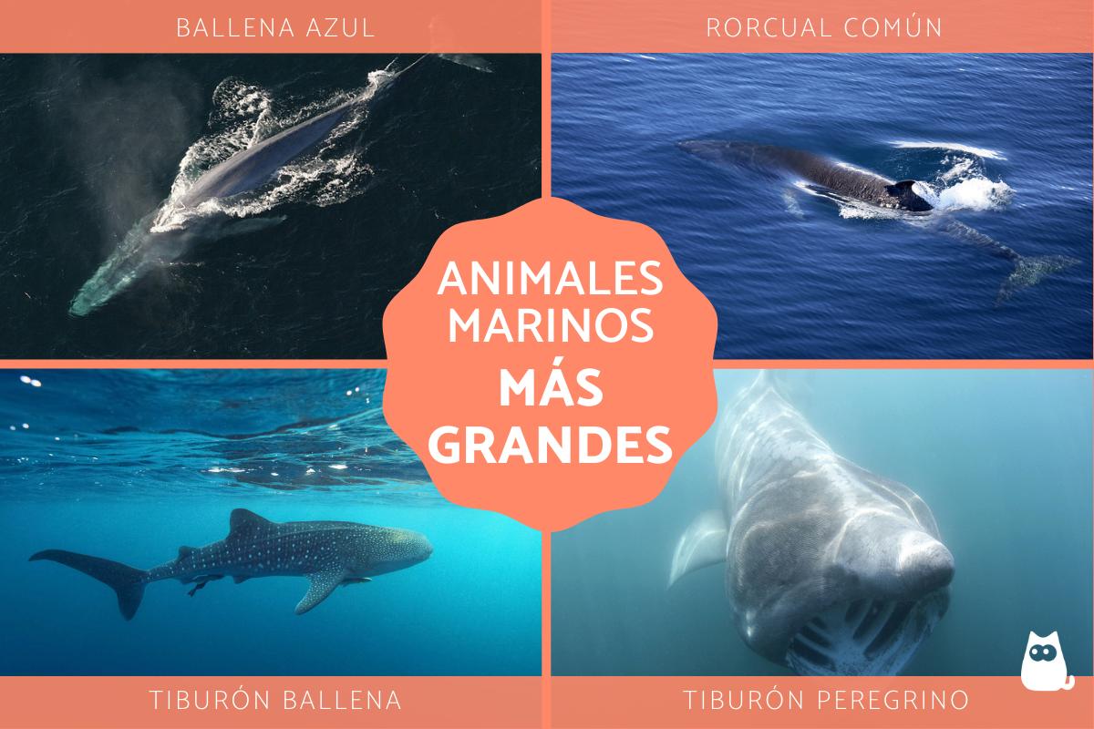 Animales marinos más grandes del mundo