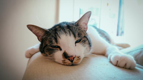 Soy etóloga felina y te explico por qué los gatos duermen tanto (y cuándo deberías prestar atención): "No es solo sueño, hay más motivos detrás" - Las horas que duerme un gato al día no equivalen a sueño profundo