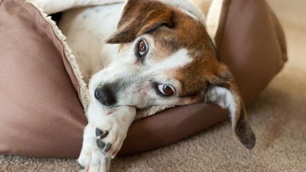 Juan Manuel Liquindoli, educador canino: “Que un perro envejezca no significa que disfrute menos de la vida, sino que necesita que adaptemos sus cuidados para mejorar su bienestar” - Las señales que indican que un perro mayor necesita atención veterinaria