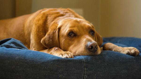 Juan Manuel Liquindoli, educador canino: “Que un perro envejezca no significa que disfrute menos de la vida, sino que necesita que adaptemos sus cuidados para mejorar su bienestar” - Los cambios que recomienda Liquindoli para mejorar la calidad de vida de un perro mayor