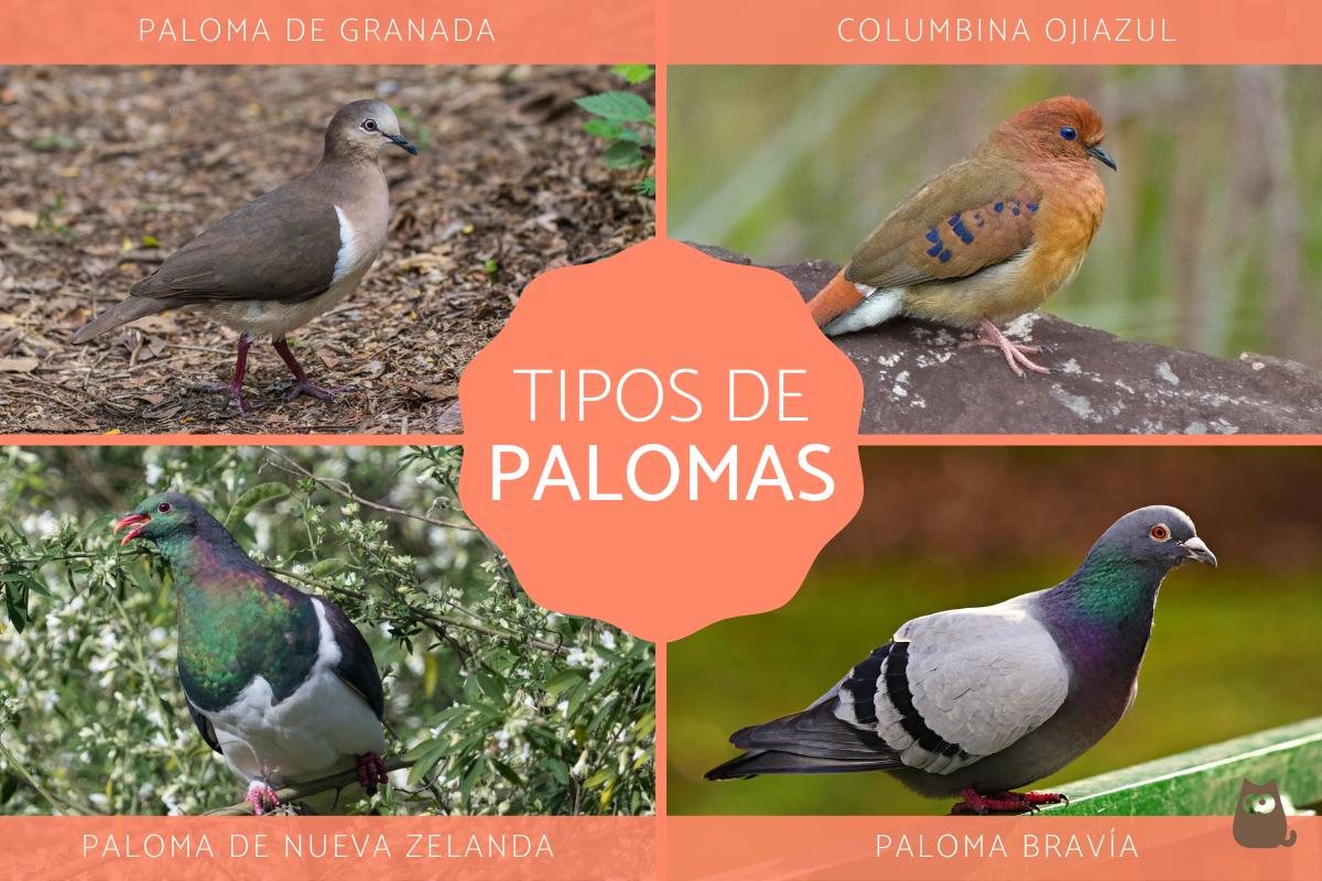 Tipos de palomas