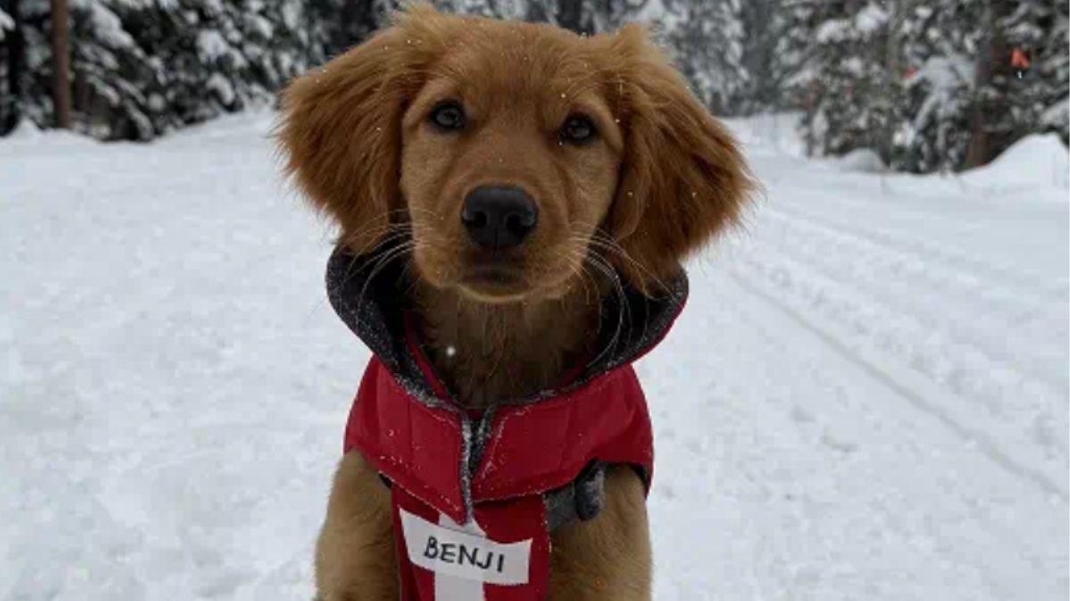 Benji, el cachorro que se entrena para salvar vidas bajo la nieve, conquista las redes