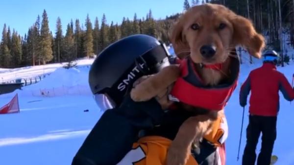 Benji, el cachorro que se entrena para salvar vidas bajo la nieve, conquista las redes - El vínculo con Louise que hace que Benji disfrute del entrenamiento