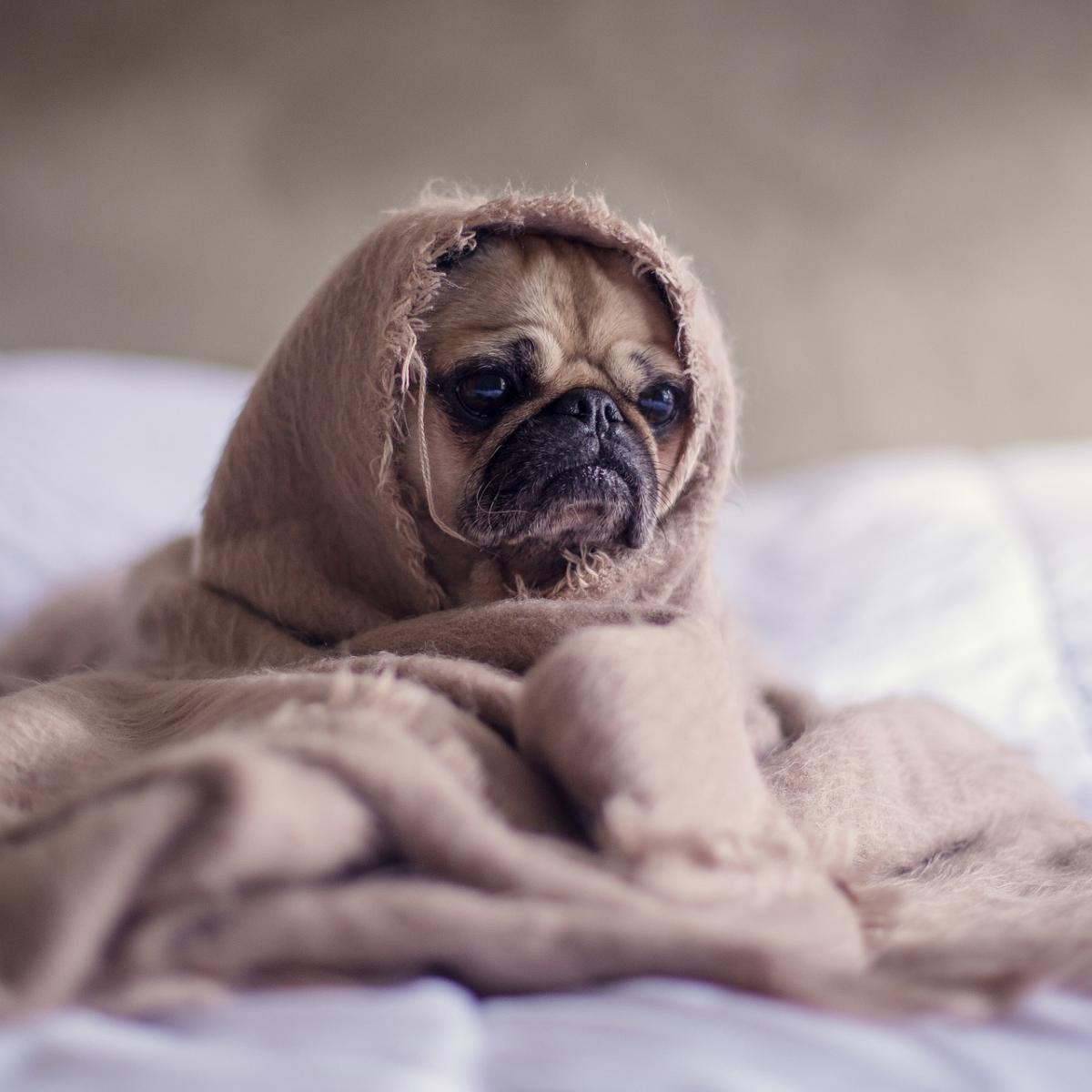 Enfermedades comunes del perro pug o carlino