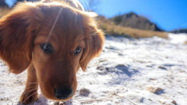 Benji, el cachorro que se entrena para salvar vidas bajo la nieve, conquista las redes - ¿Quién es Benji y por qué se entrena para ser perro de rescate?