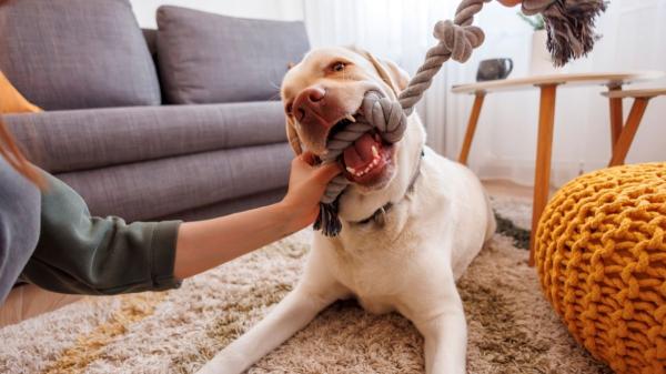Una adiestradora canina avisa: “Aunque llueva, el perro tiene que salir, pero el ejercicio debe hacerlo en casa” - Con lluvia, salidas cortas y ejercicio en casa