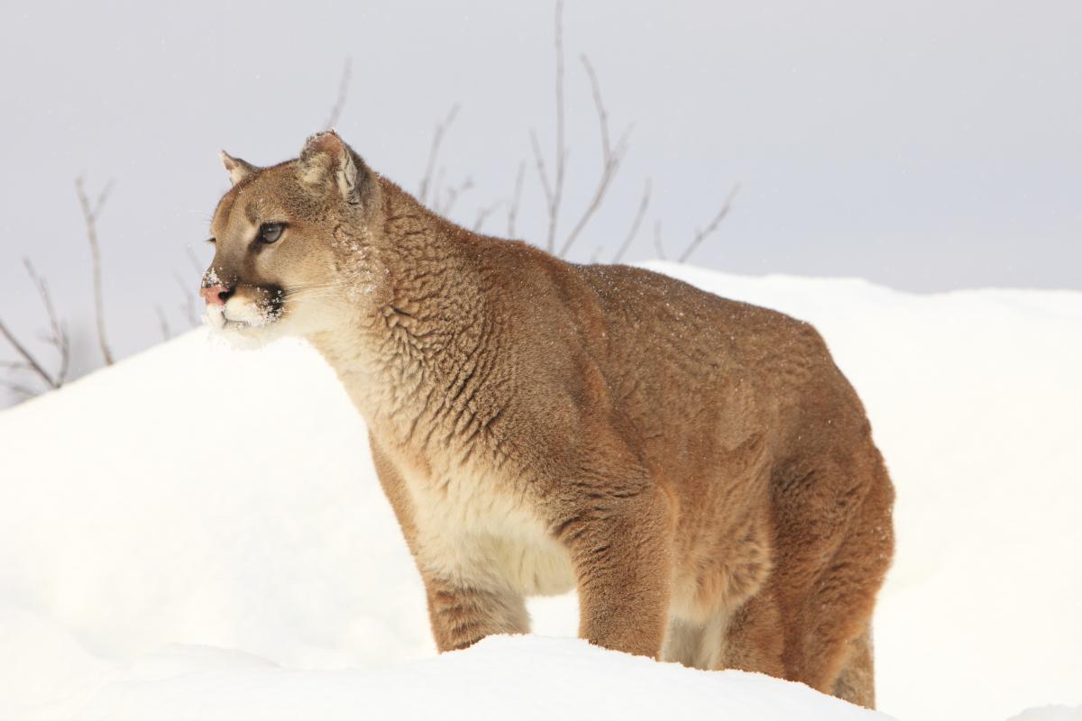 Curiosidades del puma