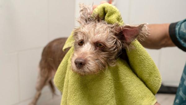 Una adiestradora canina avisa: “Aunque llueva, el perro tiene que salir, pero el ejercicio debe hacerlo en casa” - Del chubasquero al secado: las claves de los expertos para salir con lluvia