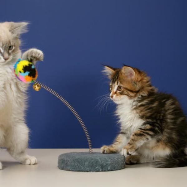 Los 10 juguetes mas divertidos para gatos Ideas