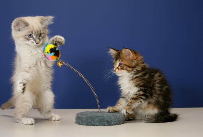 Los 10 juguetes mas divertidos para gatos Ideas