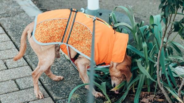 Una adiestradora canina avisa: “Aunque llueva, el perro tiene que salir, pero el ejercicio debe hacerlo en casa” - Salir es innegociable: “Aunque llueva, debemos pasear a nuestro perro”