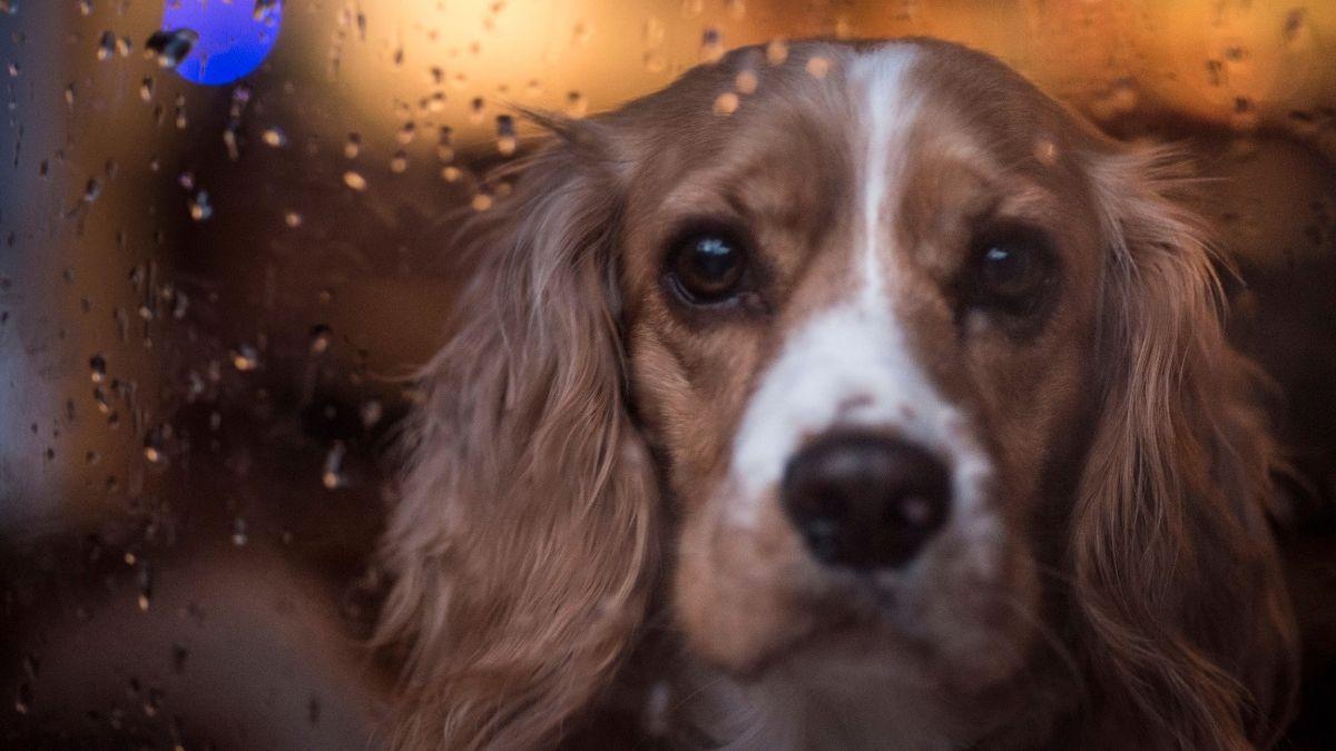 Una adiestradora canina avisa: “Aunque llueva, el perro tiene que salir, pero el ejercicio debe hacerlo en casa”