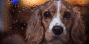 Una adiestradora canina avisa: “Aunque llueva, el perro tiene que salir, pero el ejercicio debe hacerlo en casa”