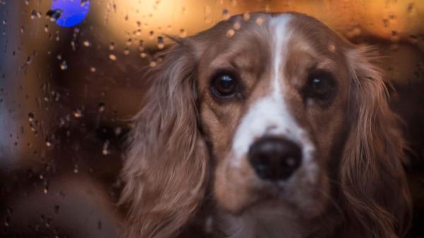 Una adiestradora canina avisa: “Aunque llueva, el perro tiene que salir, pero el ejercicio debe hacerlo en casa”