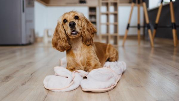 Max Sandí, adiestrador canino: “El ‘no’ más efectivo con los perros es el que menos se dice” - Asesoramiento profesional: la mejor herramienta para tutores primerizos