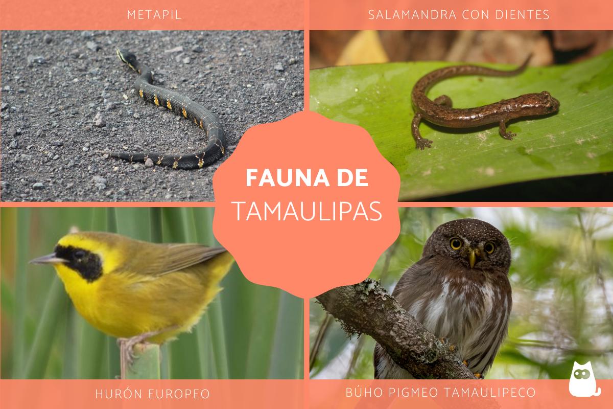 Fauna de Tamaulipas