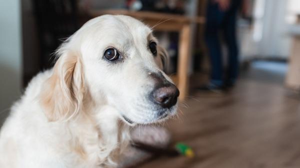 Max Sandí, adiestrador canino: “El ‘no’ más efectivo con los perros es el que menos se dice” - La importancia de saber cuándo decirle “no” al perro: “Si abusamos, desensibilizamos la palabra”