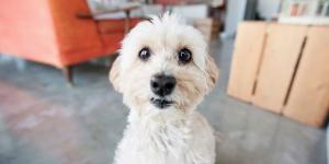 Max Sandí, adiestrador canino: “El ‘no’ más efectivo con los perros es el que menos se dice”