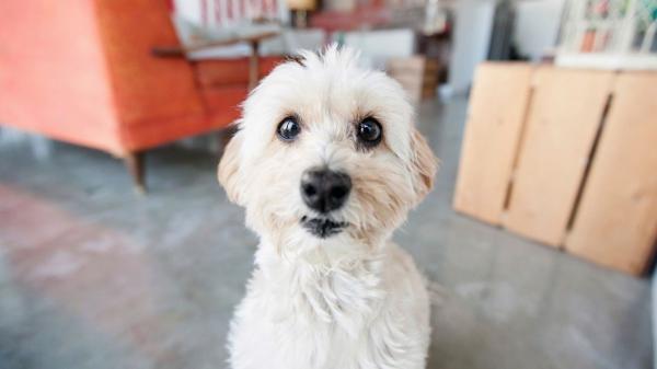 Max Sandí, adiestrador canino: “El ‘no’ más efectivo con los perros es el que menos se dice”