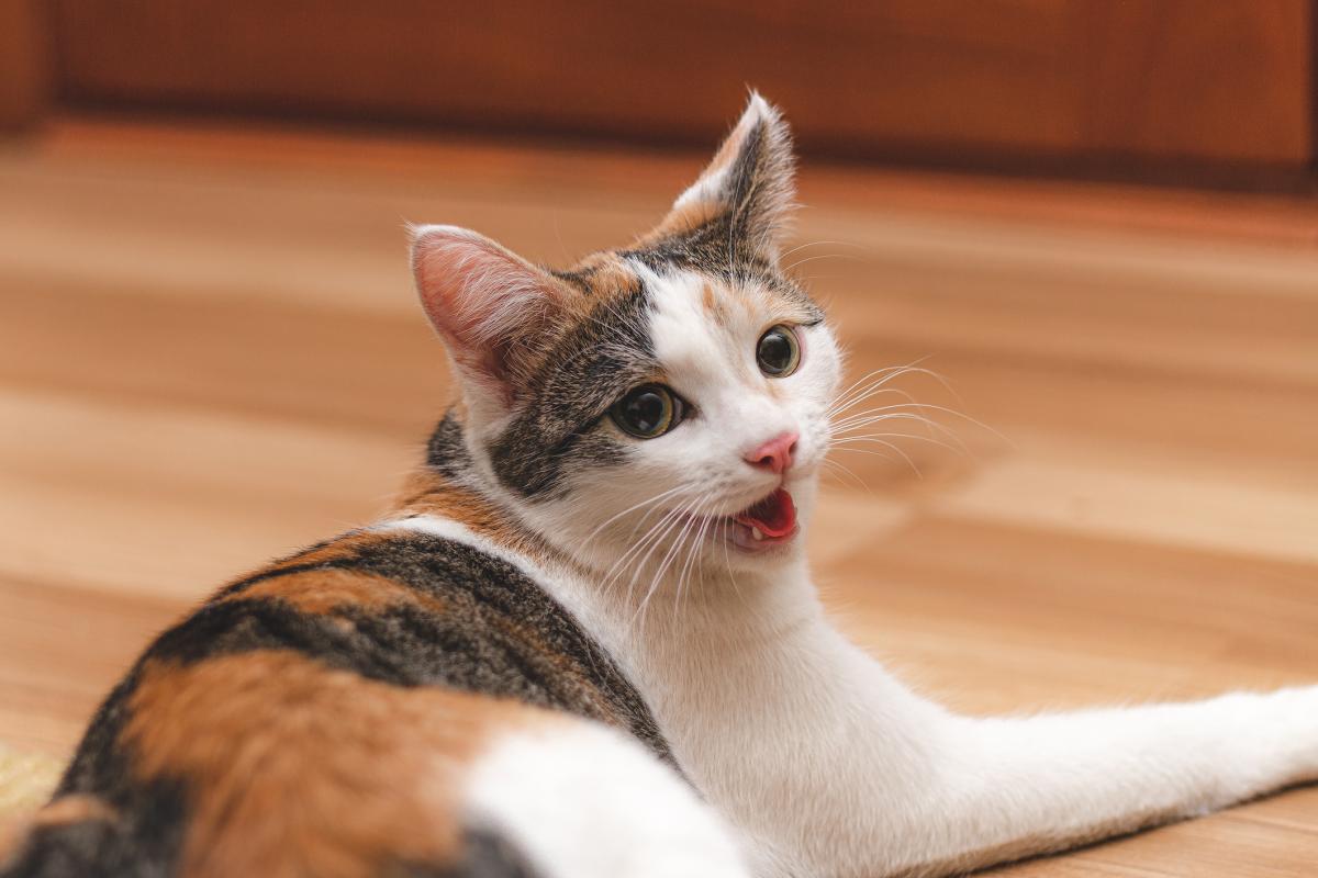 ¿Por qué mi gato hace ruidos raros con la garganta?