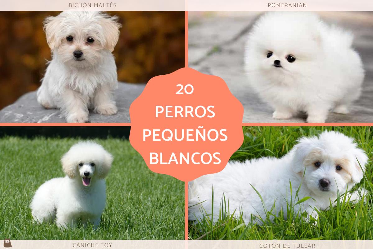 Razas de perros pequeños blancos