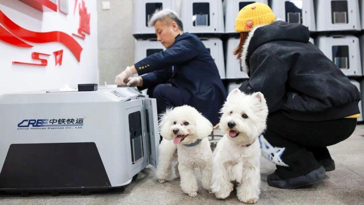 China da un paso más y mejora el servicio para viajar con mascotas en trenes de alta velocidad