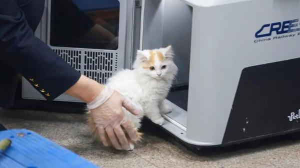 China da un paso más y mejora el servicio para viajar con mascotas en trenes de alta velocidad - Compartimentos habilitados y control climático: así funciona el sistema