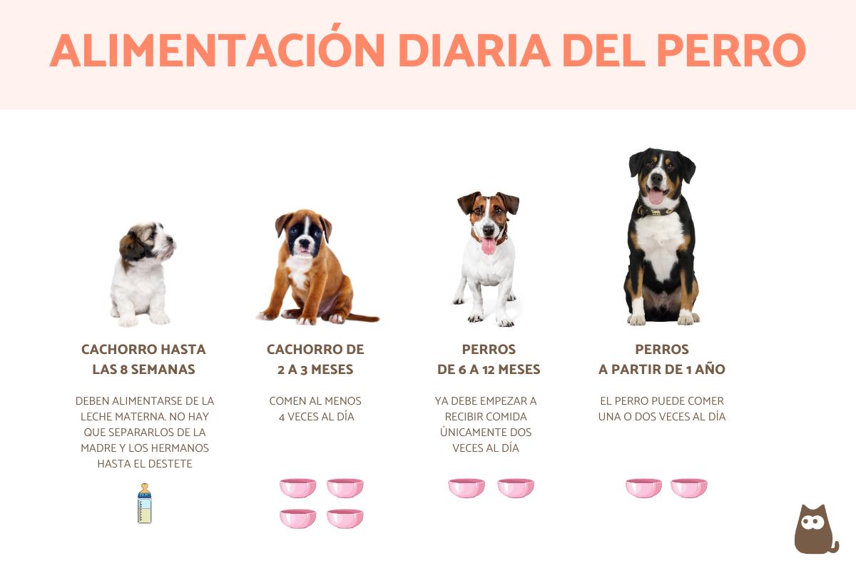 ¿Cuántas veces debe comer un perro al día?