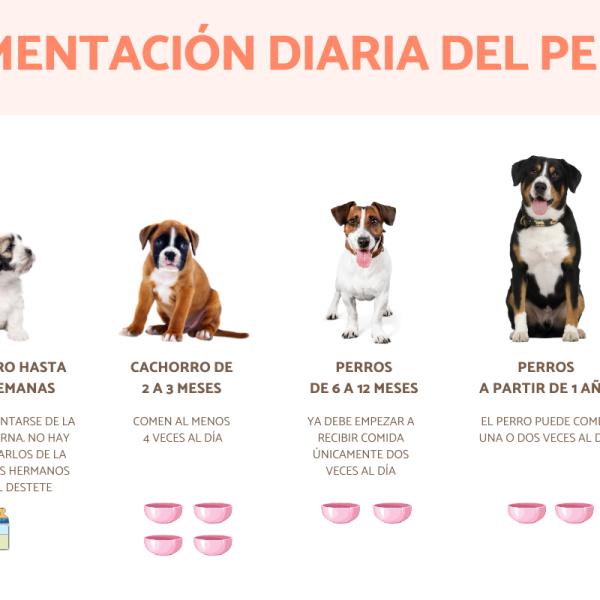 cuanto hay que darle de comer a un terrier al dia