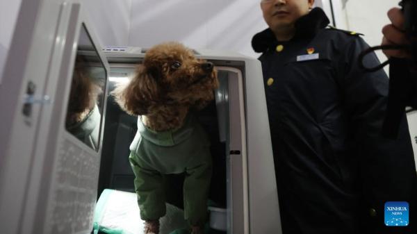China da un paso más y mejora el servicio para viajar con mascotas en trenes de alta velocidad - Logística y bienestar: el gran reto de viajar con mascotas a gran escala