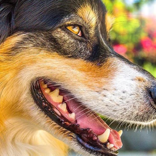 porque mi perro me huele la boca