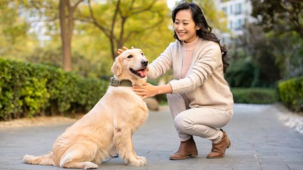 China da un paso más y mejora el servicio para viajar con mascotas en trenes de alta velocidad - Un mercado en expansión: viajar con mascotas ya no es excepcional
