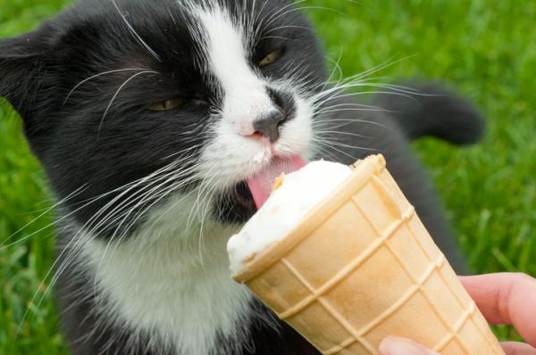 ¿Los gatos pueden comer helado? - Consecuencias de dar helado a tu gato